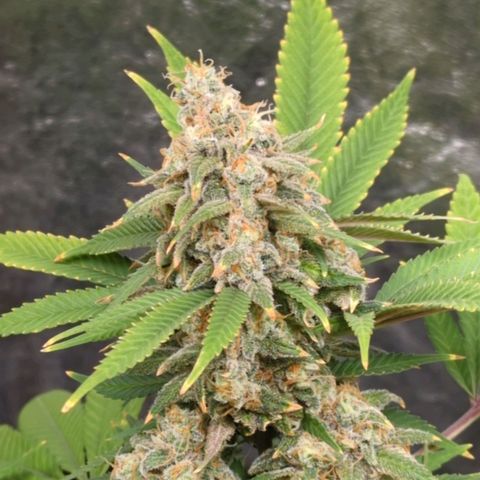 Critical Widow growlog timeline photo