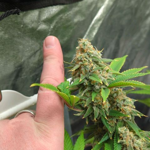 Critical Widow growlog timeline photo