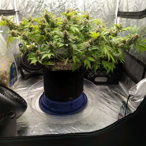 Critical Widow growlog timeline photo