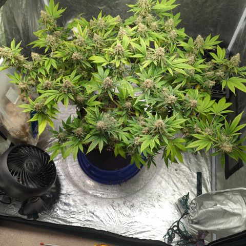 Critical Widow growlog timeline photo