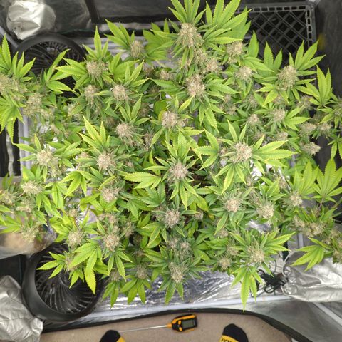 Critical Widow growlog timeline photo