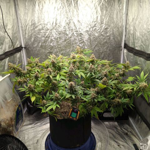 Critical Widow growlog timeline photo