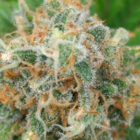Critical Widow growlog timeline photo