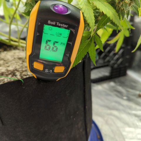 Critical Widow growlog timeline photo