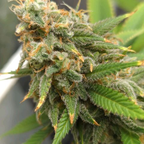 Critical Widow growlog timeline photo