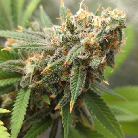 Critical Widow growlog timeline photo