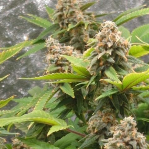 Critical Widow growlog timeline photo