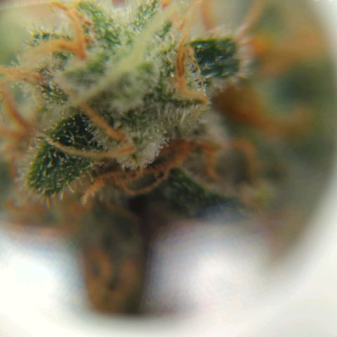 Critical Widow growlog timeline photo