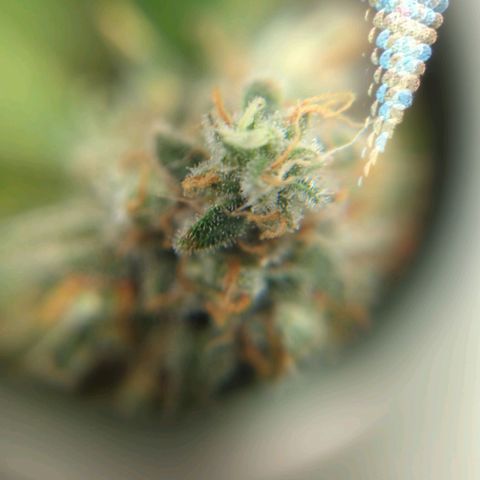 Critical Widow growlog timeline photo