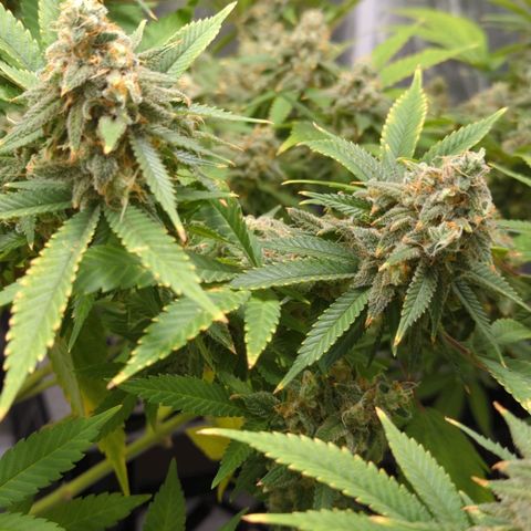 Critical Widow growlog timeline photo