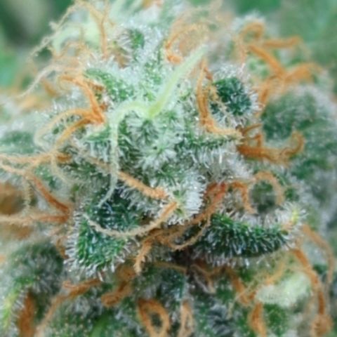 Critical Widow growlog timeline photo