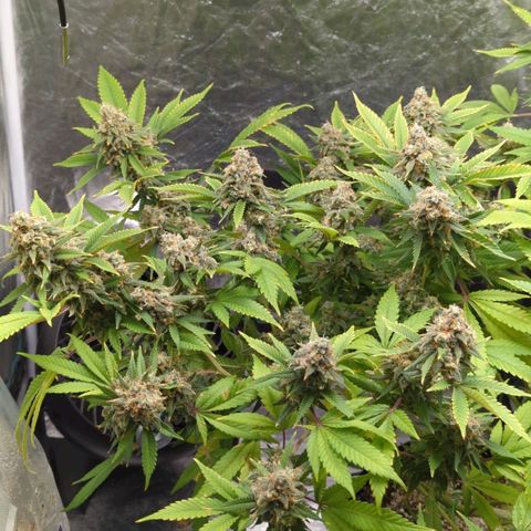 Critical Widow growlog timeline photo
