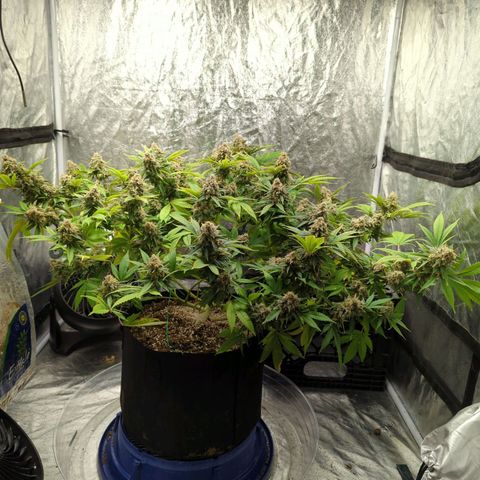 Critical Widow growlog timeline photo
