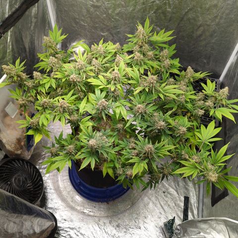 Critical Widow growlog timeline photo