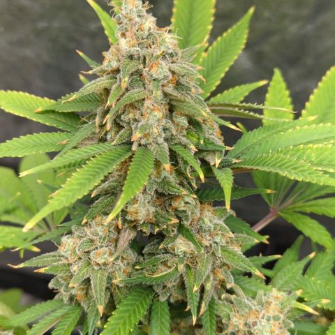 Critical Widow growlog timeline photo