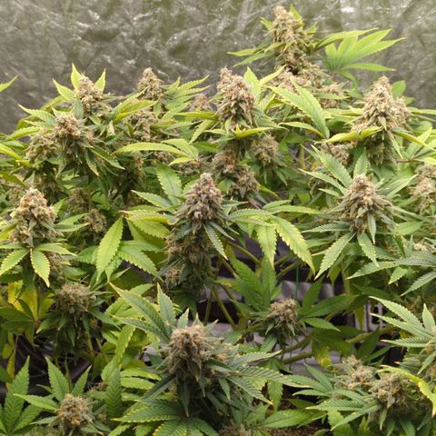 Critical Widow growlog timeline photo
