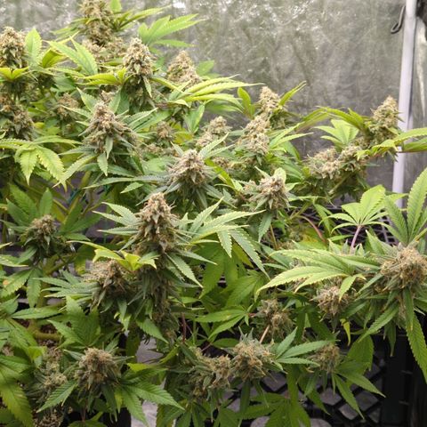 Critical Widow growlog timeline photo