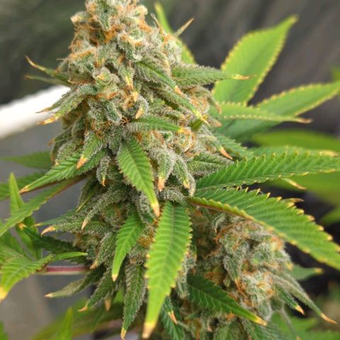 Critical Widow growlog timeline photo