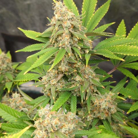 Critical Widow growlog timeline photo