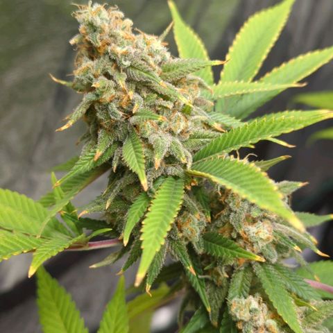 Critical Widow growlog timeline photo
