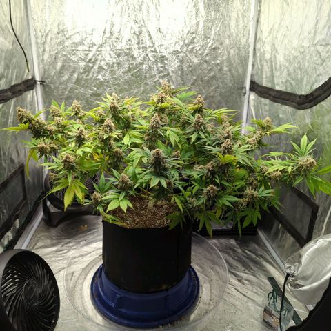 Critical Widow growlog timeline photo