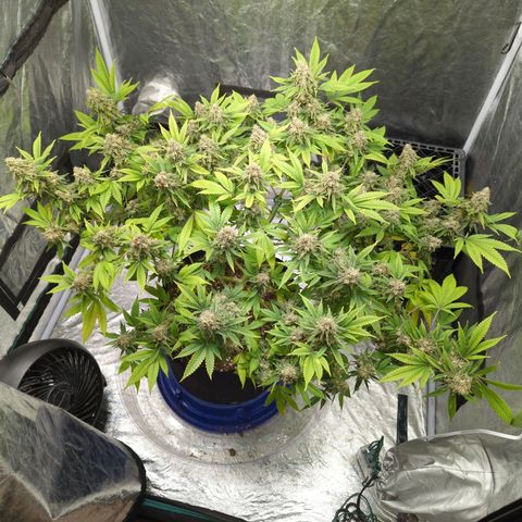 Critical Widow growlog timeline photo