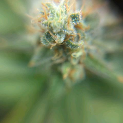 Critical Widow growlog timeline photo