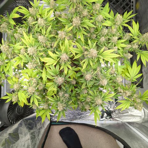 Critical Widow growlog timeline photo