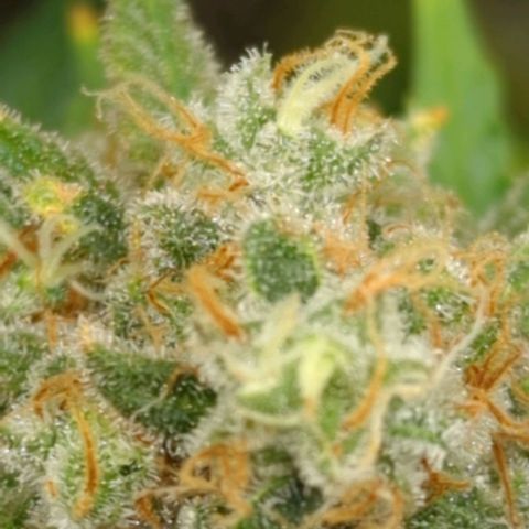 Critical Widow growlog timeline photo