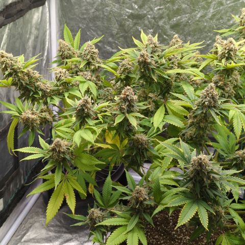 Critical Widow growlog timeline photo