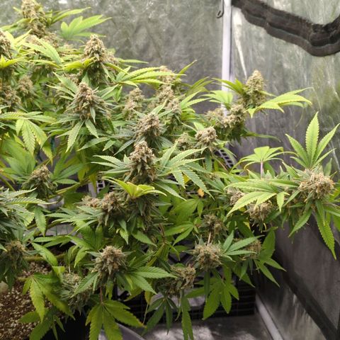Critical Widow growlog timeline photo