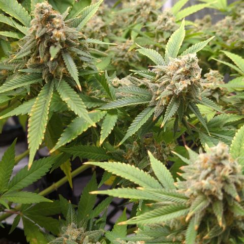 Critical Widow growlog timeline photo