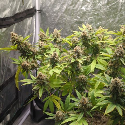 Critical Widow growlog timeline photo