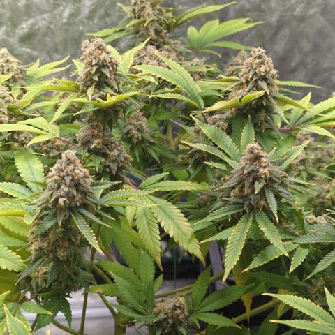 Critical Widow growlog timeline photo