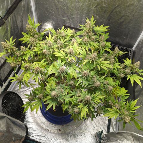 Critical Widow growlog timeline photo