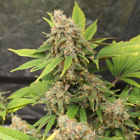 Critical Widow growlog timeline photo