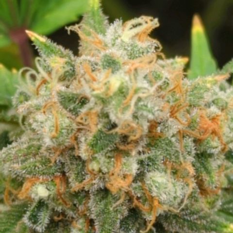 Critical Widow growlog timeline photo