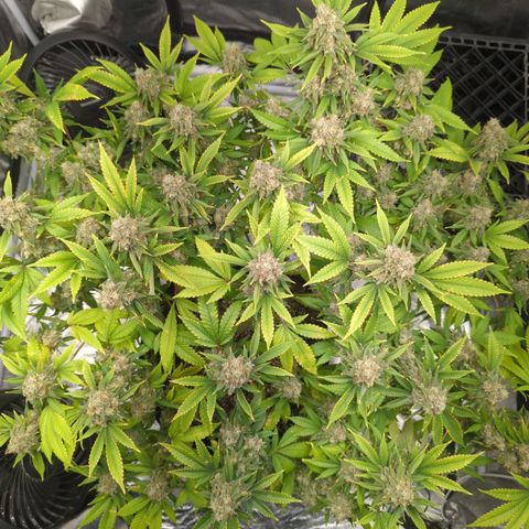 Critical Widow growlog timeline photo