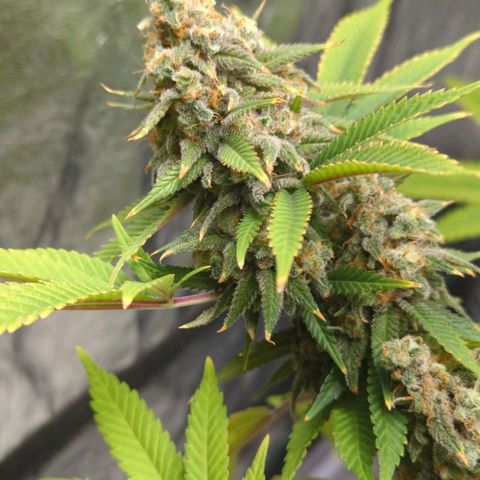 Critical Widow growlog timeline photo