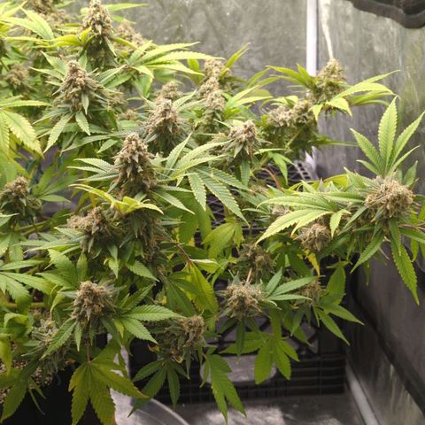 Critical Widow growlog timeline photo