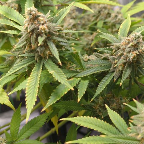 Critical Widow growlog timeline photo