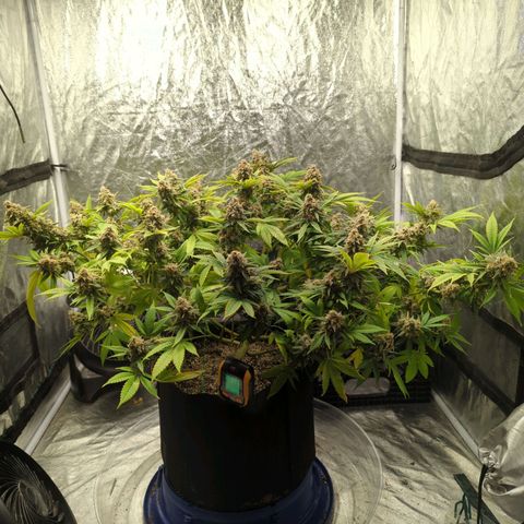 Critical Widow growlog timeline photo