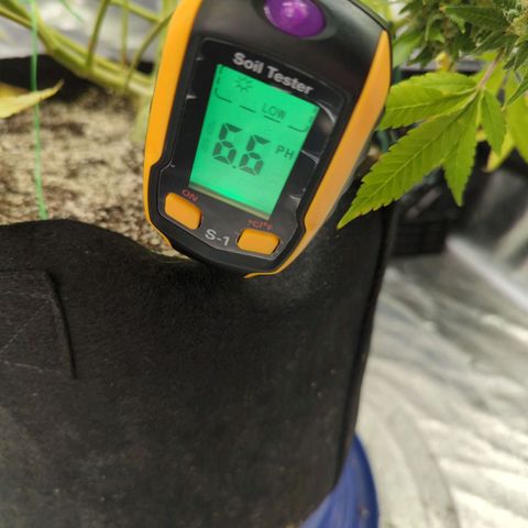 Critical Widow growlog timeline photo