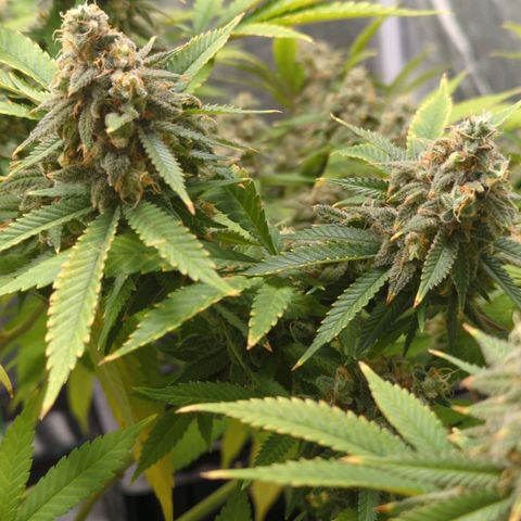 Critical Widow growlog timeline photo