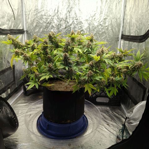 Critical Widow growlog timeline photo