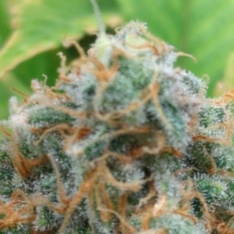 Critical Widow growlog timeline photo
