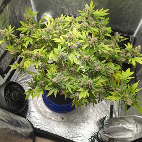 Critical Widow growlog timeline photo