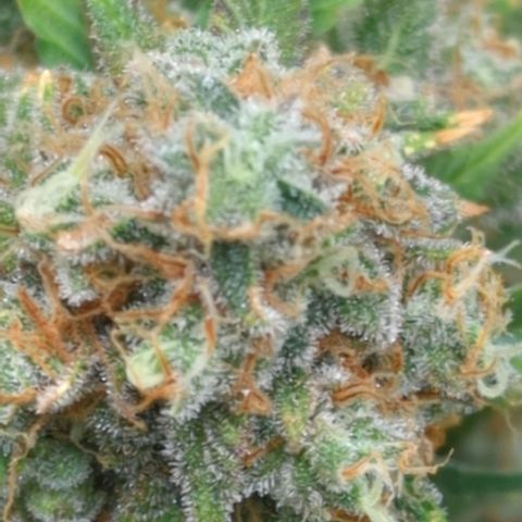 Critical Widow growlog timeline photo