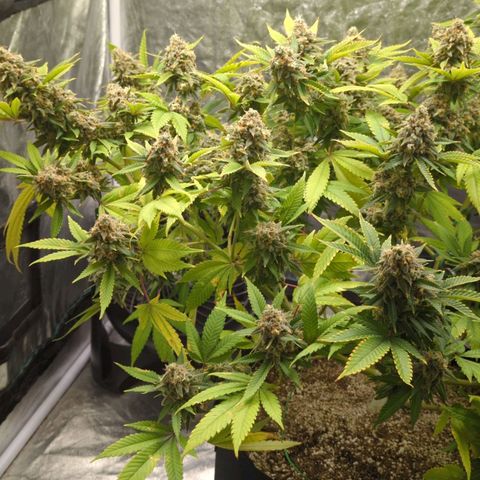 Critical Widow growlog timeline photo