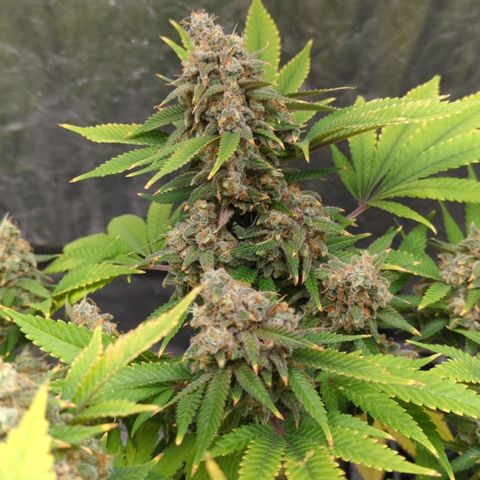 Critical Widow growlog timeline photo